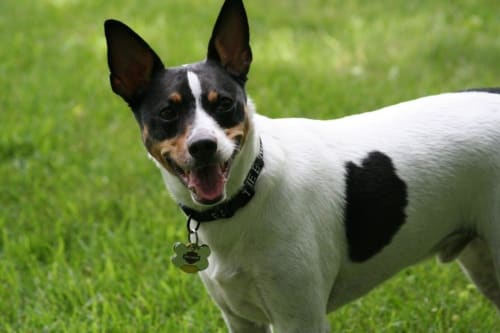 Billede af en Rat terrier