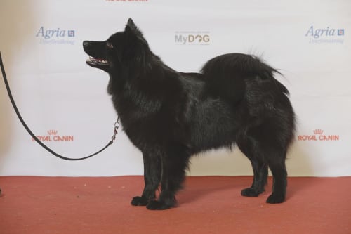 Billede af en Svensk lapphund