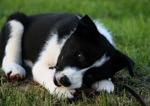 Billede af en Karelsk bjørnehund