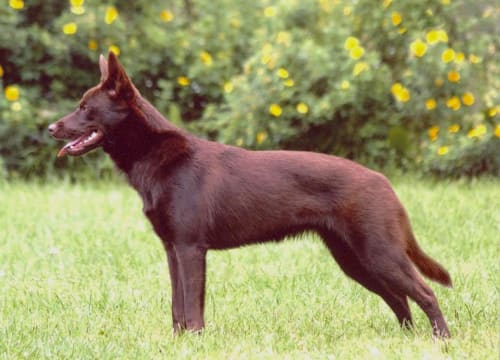 Billede af en Australian stock dog/working kelpie