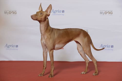 Billede af en Pharaoh hound