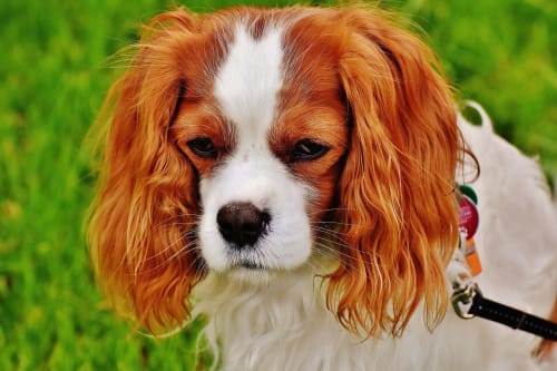 Billede af en Cavalier king charles spaniel