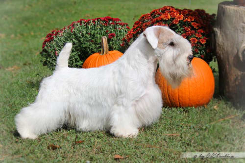 Billede af en Sealyham terrier
