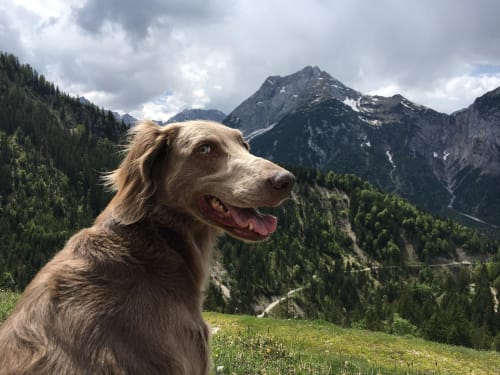 Billede af en Weimaraner, langhåret