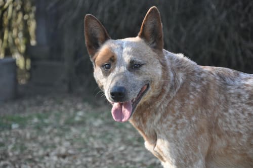 Billede af en Australsk cattle dog