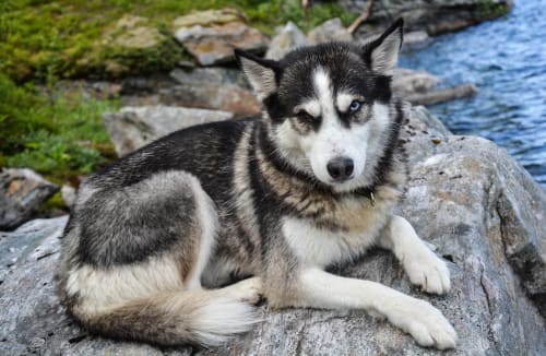 Billede af en Siberian husky