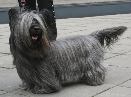 Billede af en Skye terrier