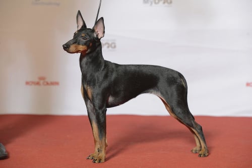 Billede af en Engelsk toy terrier