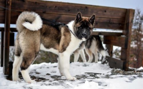 Billede af en American akita