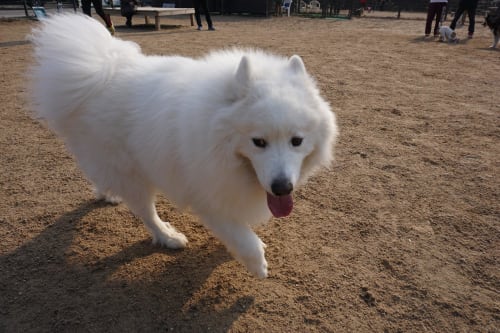 Billede af en Samojedhund