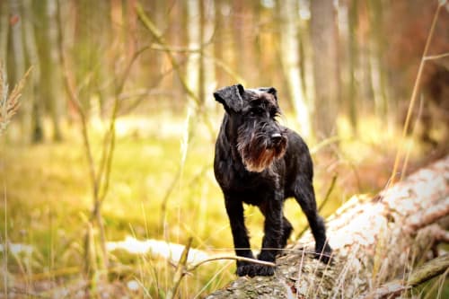 Billede af en Dværgschnauzer, sort