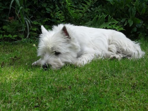 Billede af en Cairn terrier