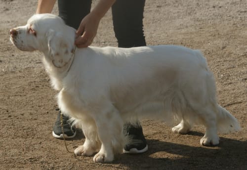 Billede af en Clumber spaniel