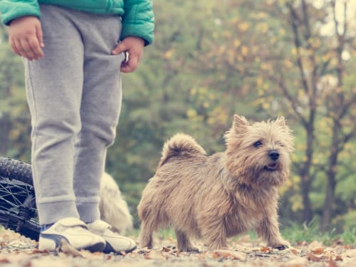 Billede af en Norwich terrier