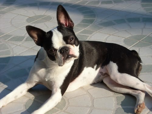 Billede af en Boston terrier