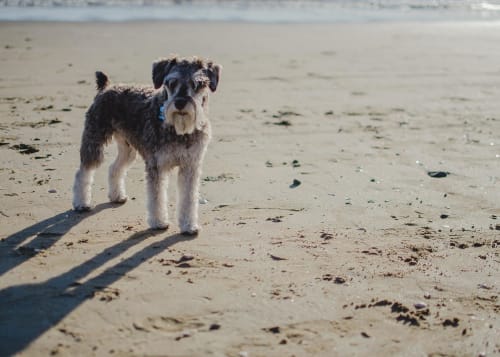 Billede af en Dværgschnauzer, peber/salt