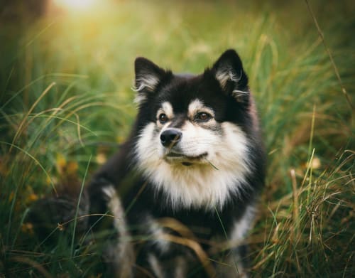 Billede af en Finsk hyrdehund (lapsk vallhund)