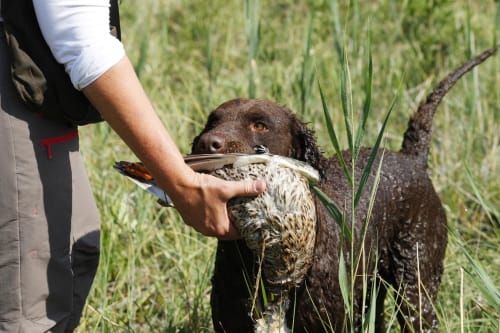 Billede af en Curly coated retriever