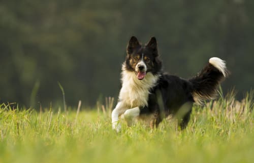 Billede af en Border collie