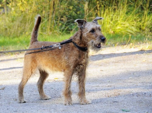Billede af en Irsk terrier