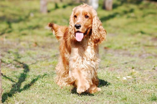 Billede af en Engelsk cocker spaniel