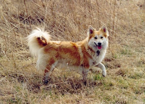 Billede af en Islandsk fårehund