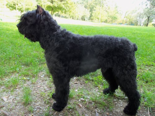 Billede af en Bouvier des flandres