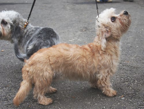 Billede af en Dandie dinmont terrier