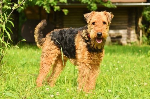 Billede af en Airedale terrier