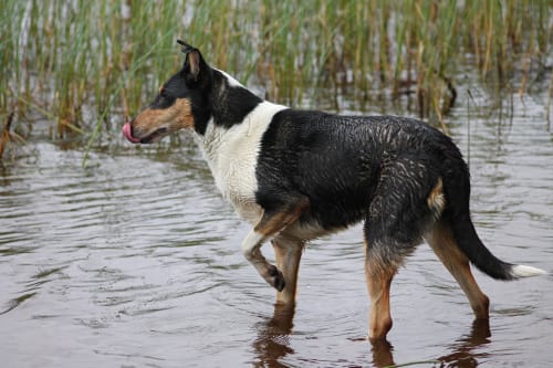 Billede af en Collie, korthåret