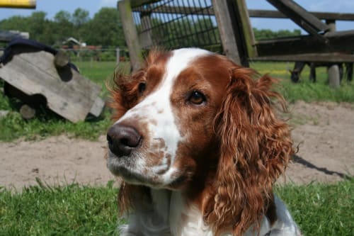 Billede af en Welsh springer spaniel