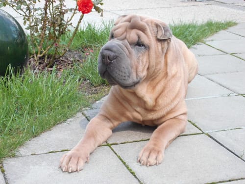 Billede af en Shar pei