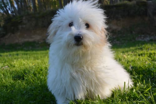 Billede af en Coton de tulear