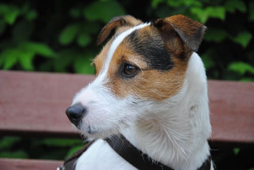 Billede af en Parson russell terrier