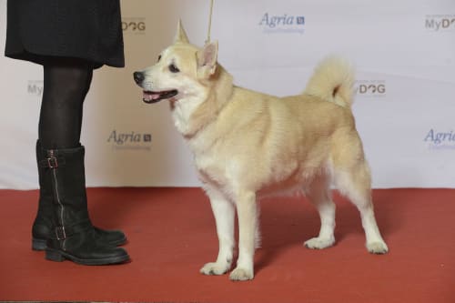 Billede af en Norsk buhund