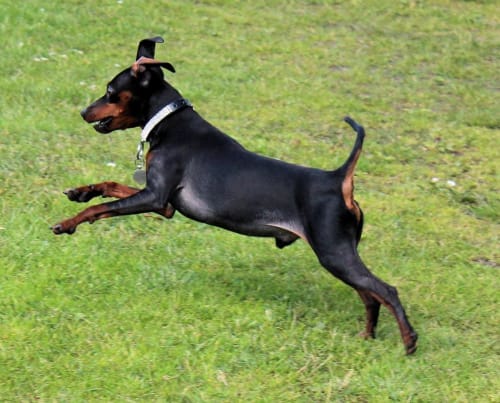 Billede af en Manchester terrier