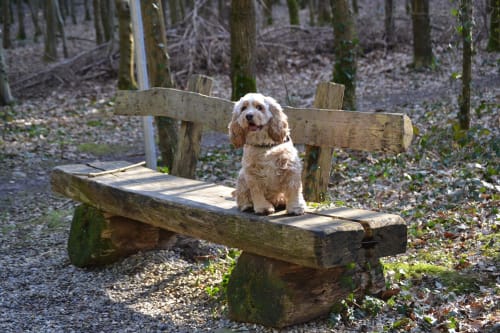 Billede af en Amerikansk cocker spaniel