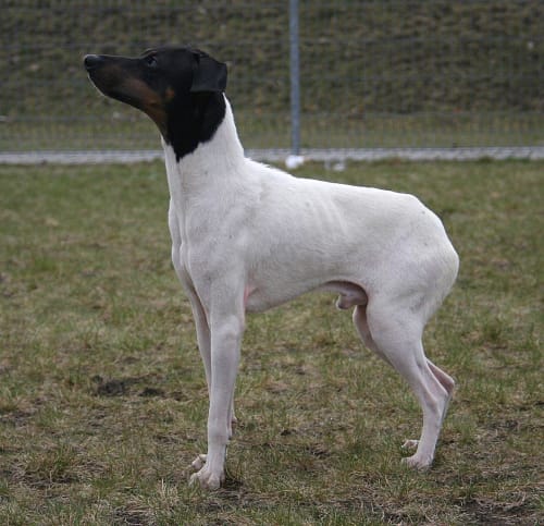 Billede af en Japansk terrier