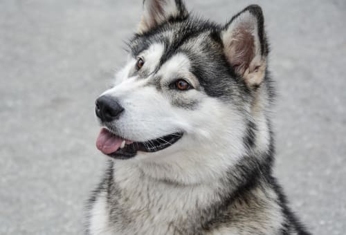 Billede af en Alaskan malamute