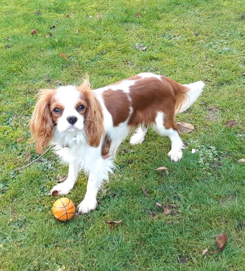 Billede af en Cavalier king charles spaniel