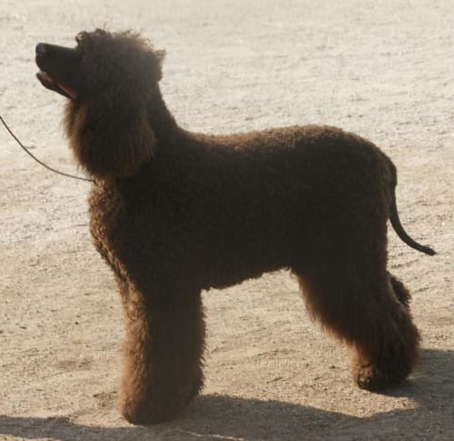 Billede af en Irish water spaniel