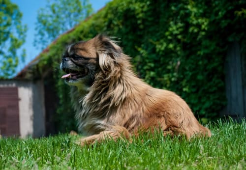 Billede af en Pekingeser