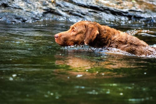 Billede af en Chesapeake bay retriever