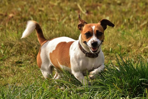 Jack russell terrier