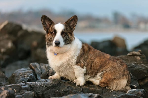 Welsh corgi cardigan