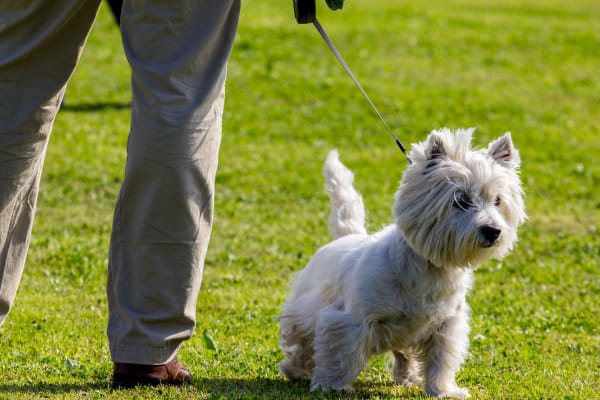 West highland white terrier