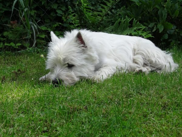 Cairn terrier