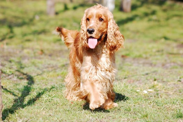 Engelsk cocker spaniel