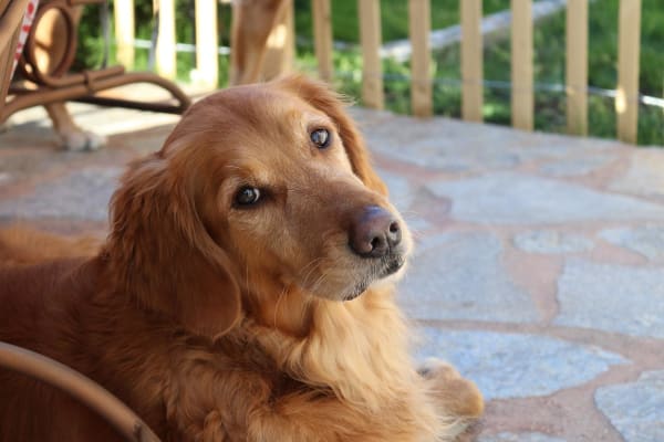 Golden retriever