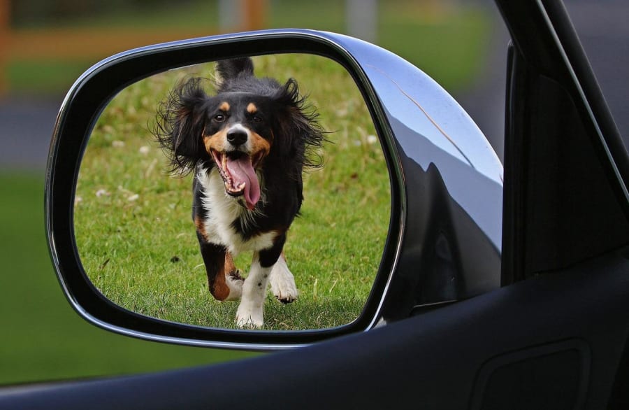 Danskerne skal blive bedre til at vælge den rette hund fra start